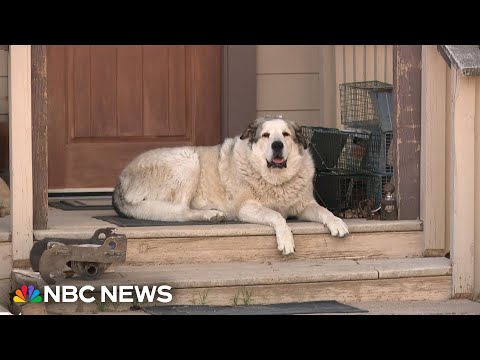 Rancher's dog leads lost toddler to safety in Arizona