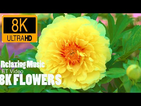 8K ULTRA HD / 8K TV – The Most Beautiful Flowers Collection | Flower Blooming Time Lapse