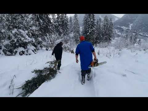 The most beautiful Christmas tree