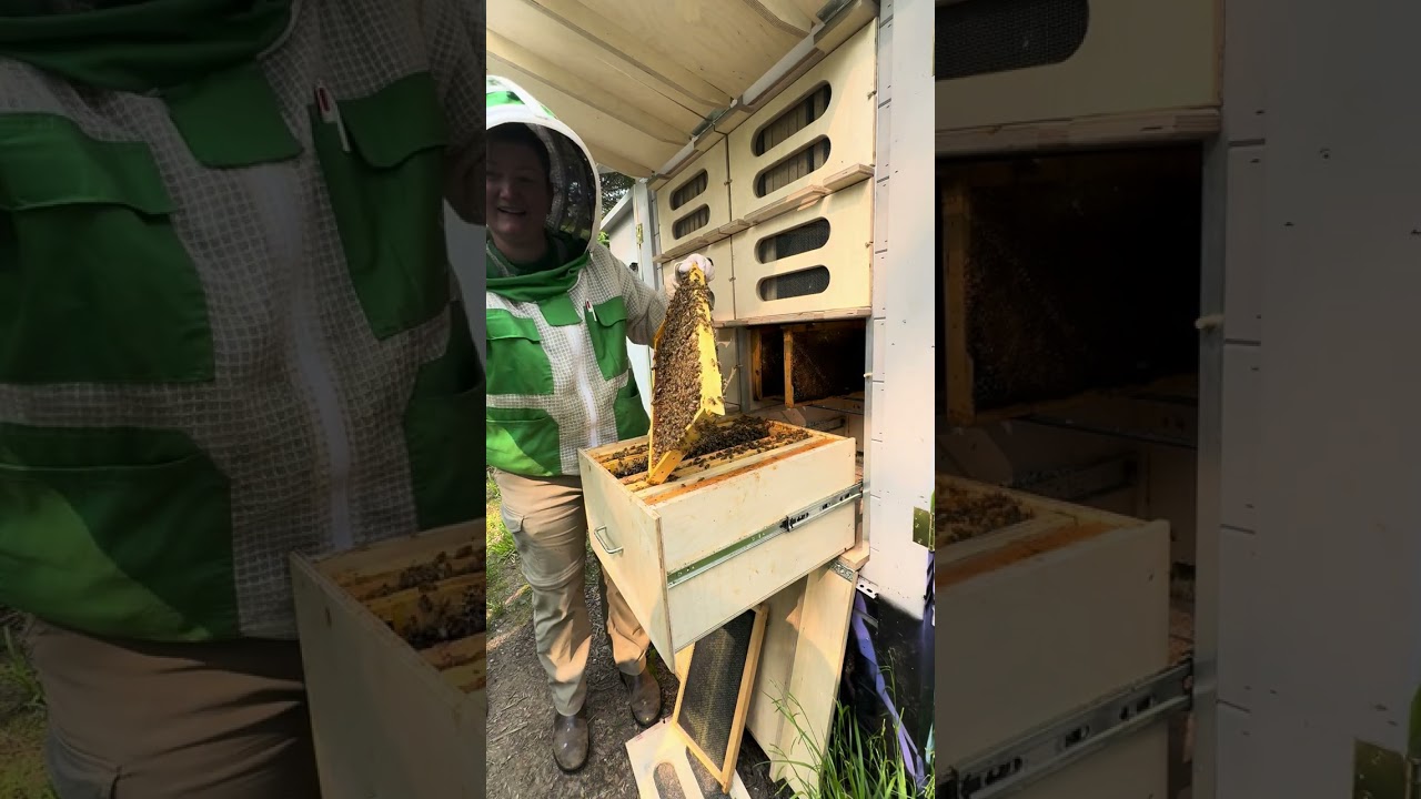 First honey bee inspection for 2025 Cooperative Hosting Program