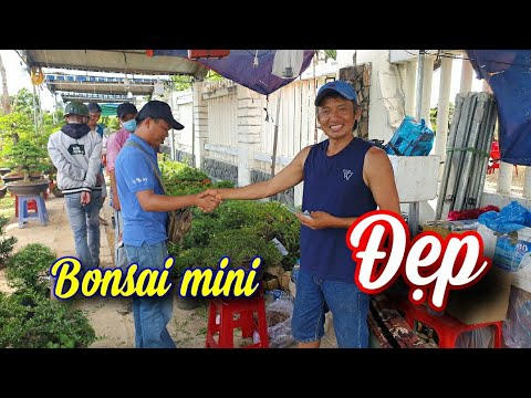 SH.6275. Bất ngờ gặp người chuyên bonsai mini giá rẻ tại triển lãm SVC Phú Yên 28/6/2022.