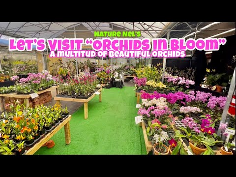 Let’s take a stroll through this massive orchid and aroid nursery in Apopka, Florida.