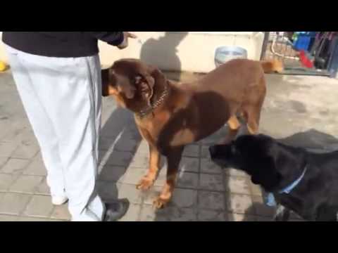 Chocolate - Asociación La Madrileña - ADOPTADO