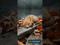Tiny Baby Fox Sleeping on a Rustic Dock in Autumn 🦊🍂❄️