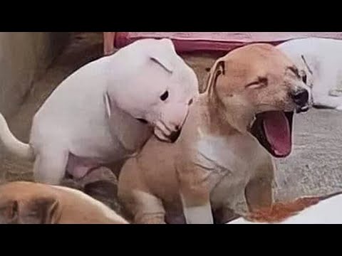 Quand vous avez adopté votre chien