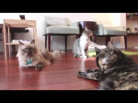 Jaime Wong @ The Company of Cats