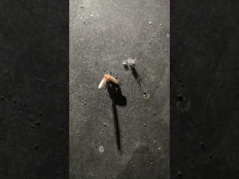 Firefly The Assamese Junakee Poruwa