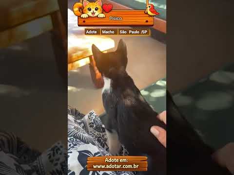 Vídeo de Pitico 