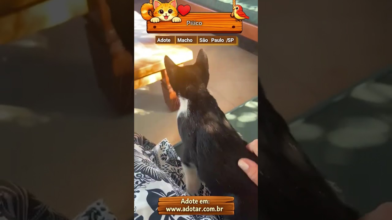 Gato raça SRD-ViraLata idade 2 a 6 meses nome Pitico 