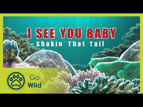 Super-sighted shrimps to multi-eyed jellyfish - Barneys Barrier Reef 8/20 - Go Wild