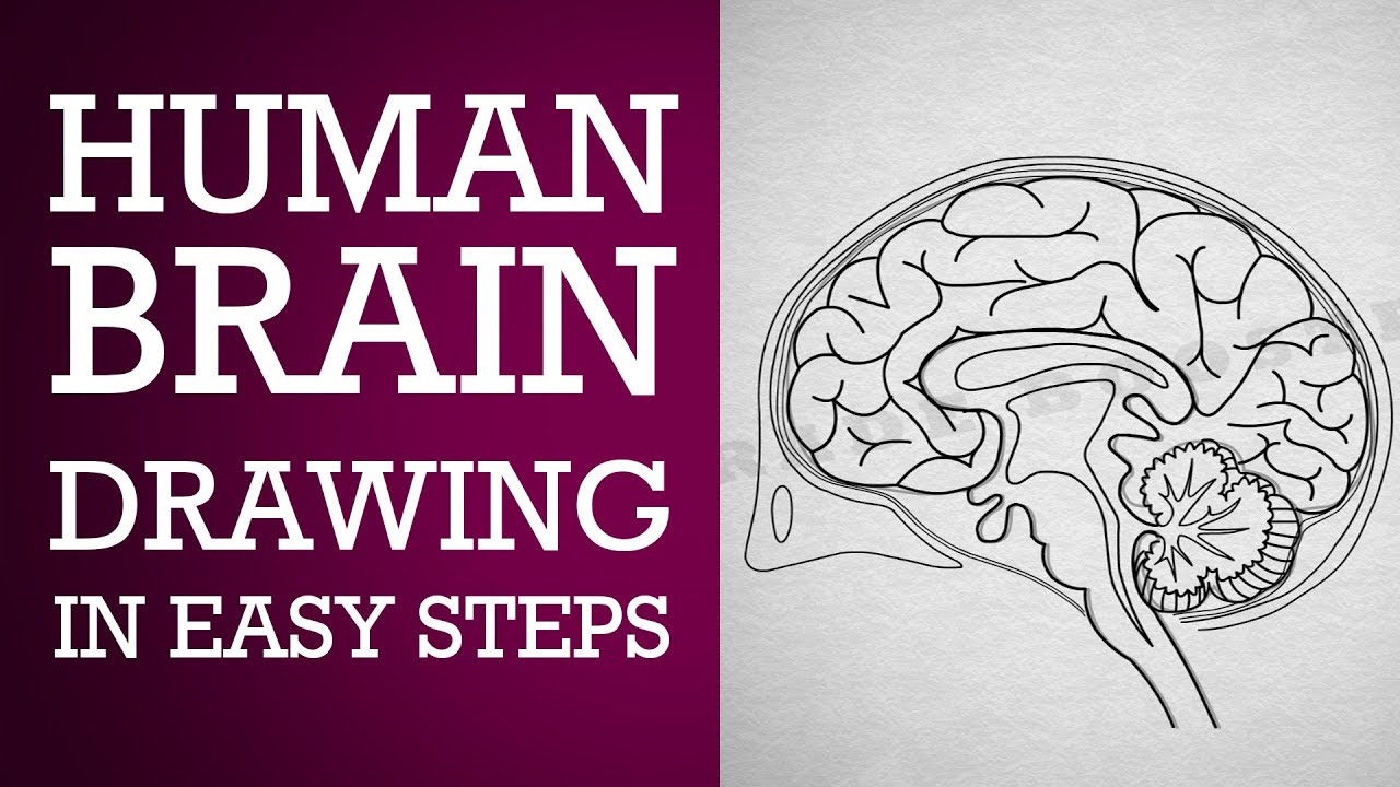 How to draw human brain step by step :Control & coordination| ncert class 10 | CBSE Biology| Science