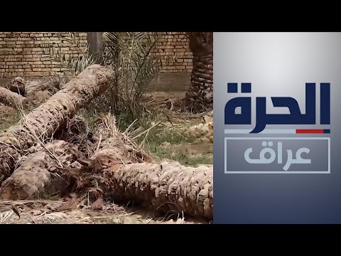 شاهد بالفيديو.. الناصرية.. تحديات تواجه زراعة النخيل