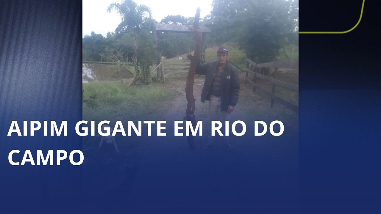 Aipim gigante!!!! Colheita surpreende em propriedade de Rio do Campo