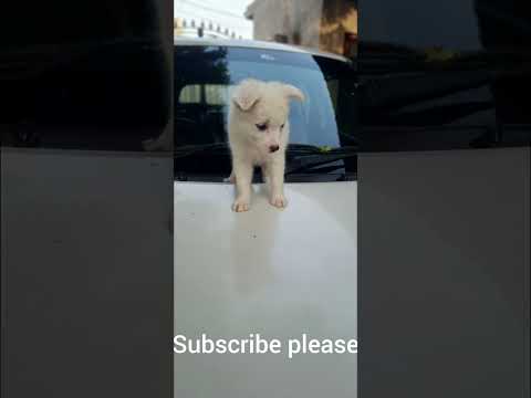 my lovely 🐕 🛷 🐶 ❤️ 😍 💖 ❣️