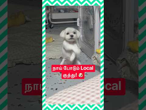 கானா பாட்டுக்கு ஆடும் நாய் குட்டி! 🤣 Funny Dog Dance | Life With SR | #shorts #sillyshots