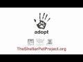 Garfield The Shelter Pet Project 15 Second Spot