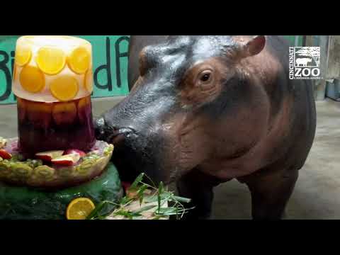 Baby Hippo Fiona Celebrates Her 4th Birthday - Cincinnati Zoo