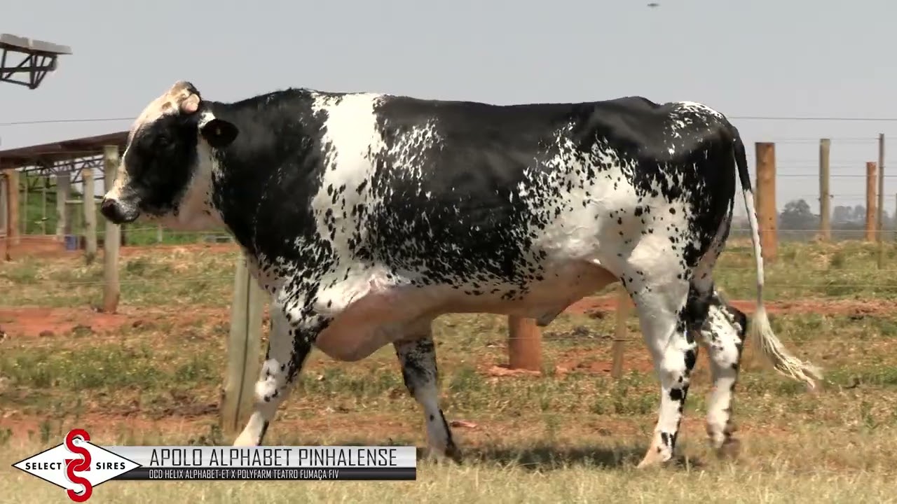Vídeo APOLO ALPHABET PINHALENSE