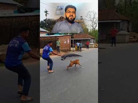 Funny Dog Reaction Video | Most Funny Reel | Asghar Ch Reels | Viral Dog Video