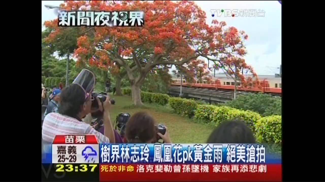 樹界林志玲　鳳凰花PK黃金雨！絕美搶拍