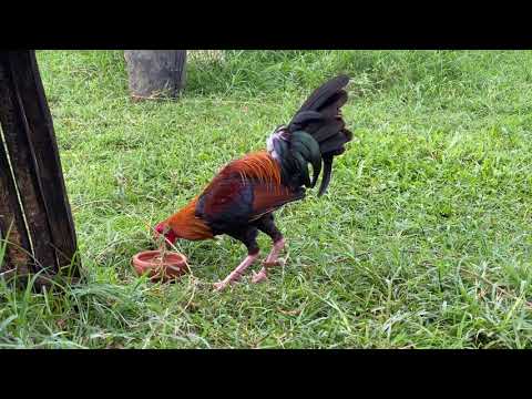 JOHN BISHOP KELSO STAG /Fjm gamefarm /doc bob line