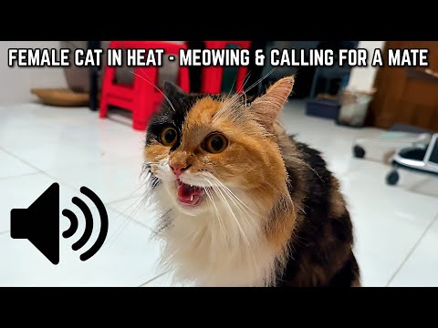 Female Cat in Heat — Meowing and Calling for a Mate - Cats Will Come to You!