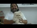 Persian Cats Of Javed Bhai