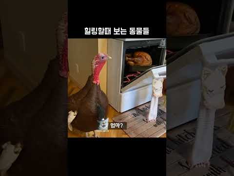 아이콘