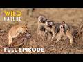 Fight Or Die FULL EPISODE Lion Attacks Baboon Kingdom Animal Documentary