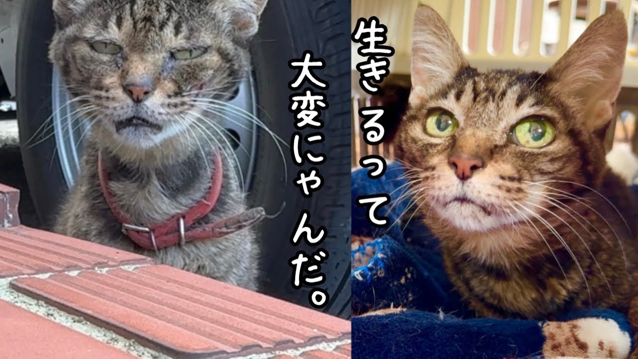 保護からもうすぐで1年！汚れたブカブカの首輪を付け彷徨い続けた【なっちゃん！】んん？が遊びに来たーーー！