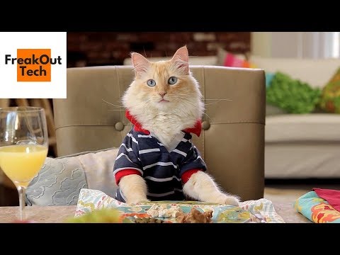 5 Incredible Inventions For Your Cat #8 ✔