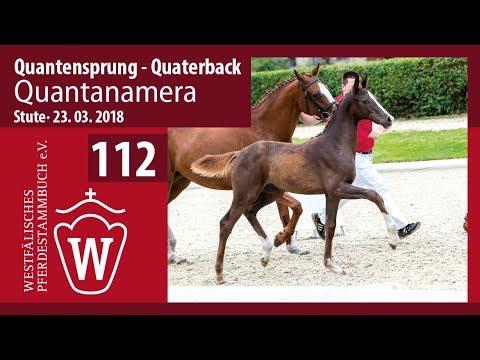 112 Quantanamera SF v. Quantensprung - Quaterback