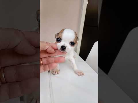 Vendita Cuccioli di Chihuahua toy