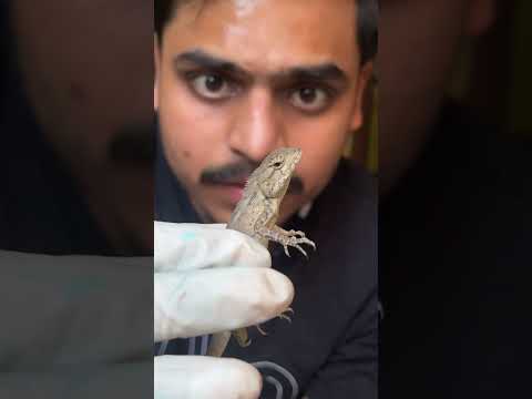 DOES CHAMELEON REALLY CHANGE COLOR #shorts