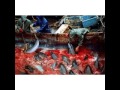Stop the slaughter