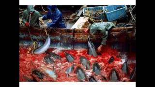 Stop the slaughter