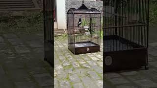 Download lagu Kacer  jantan Ngobra full isian nagen total#shorts mp3