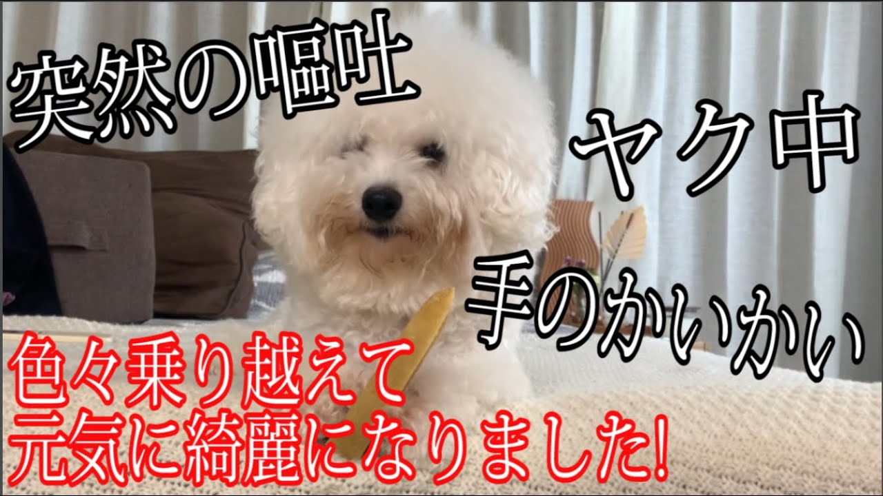 【突然の嘔吐・手の痒み・ヤク中】色々乗り越えて元気に綺麗になりました!!!