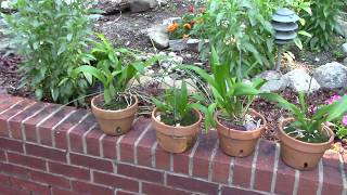 Orchids......start of the day