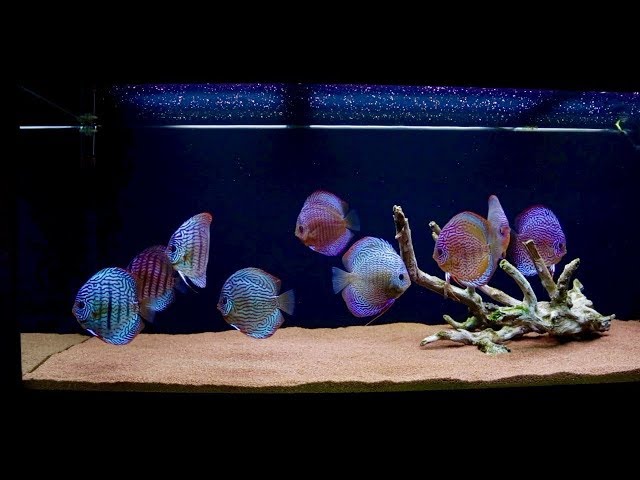 New Aquascape 120 Gallon Discus Fish Tank | Juwel Rio 400