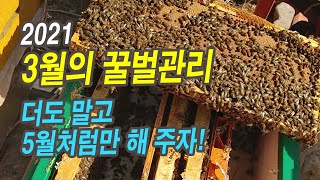 2021. 3월의 꿀벌관리, 더도 말고 5월처럼만 해주자!