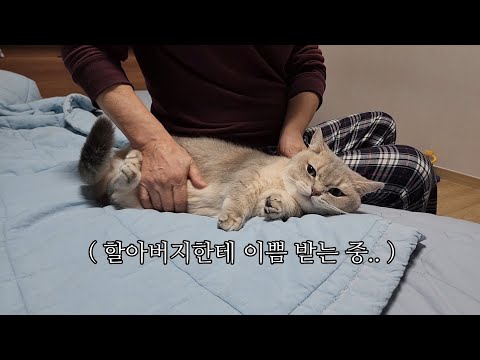 이쁘게 태어나서 묘생이 피곤한 고양이