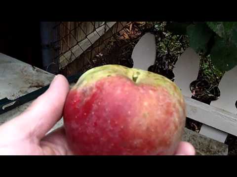 download lagu mp3 mp4 Black Twig Apple, download lagu Black Twig Apple gratis, unduh video klip Black Twig Apple