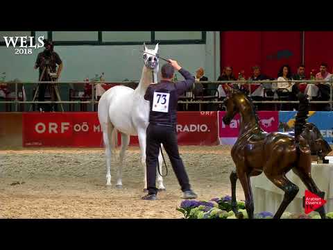 N.73 AJ DINARA - Wels 2018 - 7-10 Years Old Mares (Class 8)