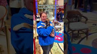 5 things Princess Cruises does better than any other cruise line! #cruise #shorts