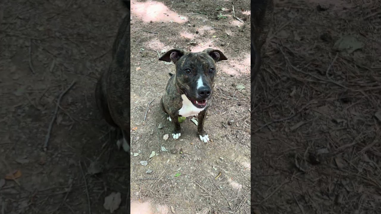 MARMALADE, a ADOPTABLE mixed breed in Marietta, GA video 5/6