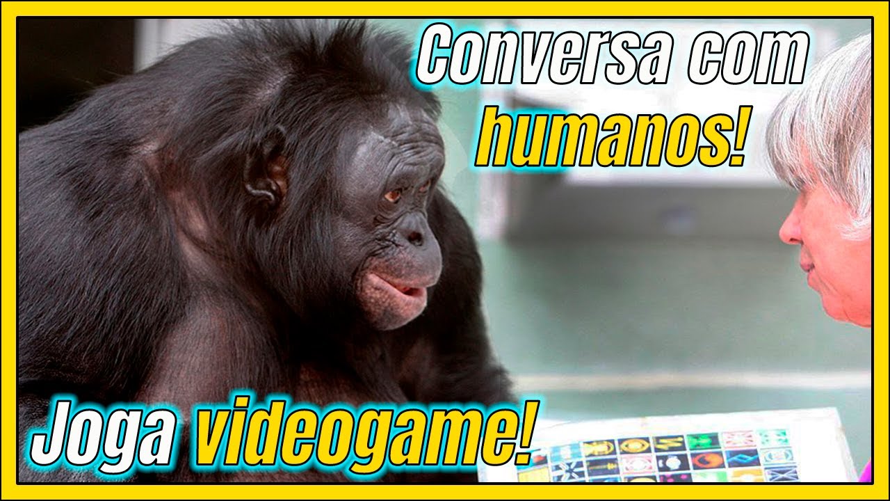KANZI: o MACACO mais INTELIGENTE do MUNDO?