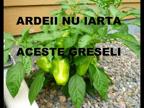 , title : 'De ce ardeii nu vor să crească?  Iată câteva cauze!'