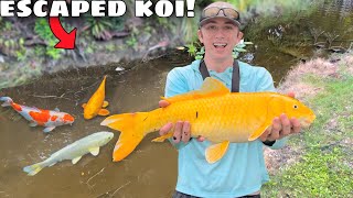 CATCHING EXPENSIVE PET KOI FISH!