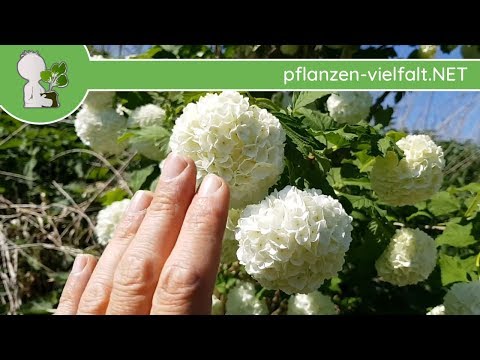 Gew. Schneeball - Sorte "Gefüllter" - 30.04.15 (Viburnum opulus) - Bäume/Sträucher bestimmen